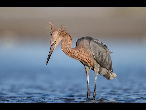 Five Species of Egrets: Great Egret, Little Egret, Cattle Egret, Snowy Egret, and Reddish Egret