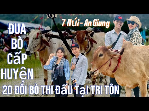 Gây cấn buổi đua bò cấp huyện sáng ngày 21.9.2024 tại sân đua bò tà pạ soài chék Tri Tôn An Giang