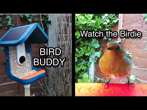 BIRD BUDDY - The reluctant Twitcher