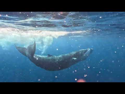 ザトウクジラの親子　粉雪編 (Humpback whale mother  & calf  Tonga Vava'u Whale Swimming )