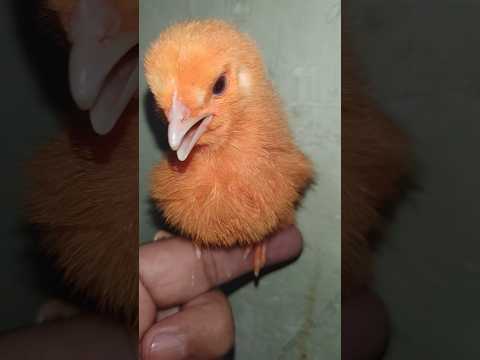 bhot pyara sa chuza #birds #wildlife #shorts #trending #viral