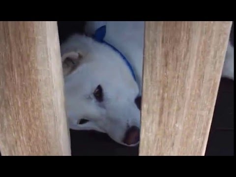 ぐて犬【日本犬】