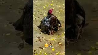 babyhen mom cover in rain 🌧/#petchickens #poultryofinstagram #homestead#all in cute animals#shorts