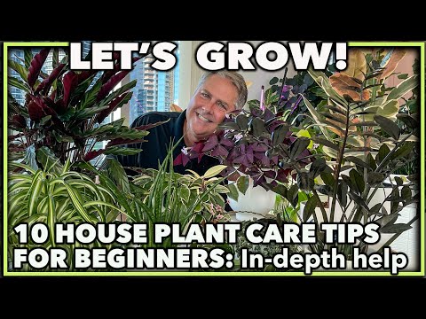 HOUSE PLANT CARE TIPS FOR BEGINNERS