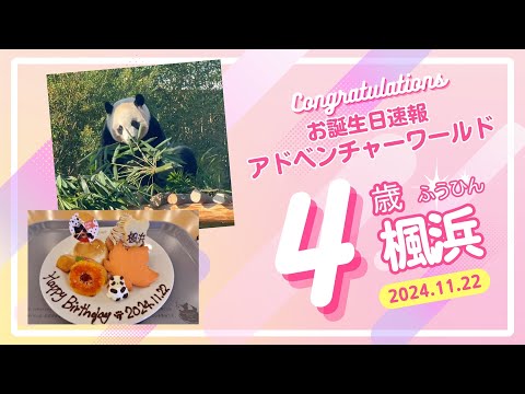 🐼【パンダ速報】楓浜4歳🎂アイドルすぎて臨時便😂当日の様子を現地からお届け！