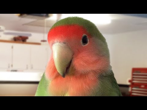 Funny and Cute Parrot Birds Compilation NEW