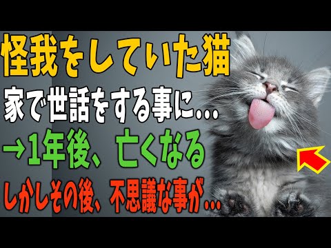 【猫の不思議な話】嫌がらせを受け悩んでいた私達家族と出会った1匹の猫。怪我をしていたので母と連れて帰り世話をするも一年後亡くなってしまう。→しかしその後、不思議な事が・・・【朗読】