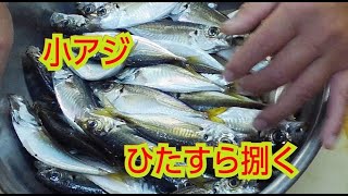 【釣り人必見！！】小アジをひたすら捌く動画!!