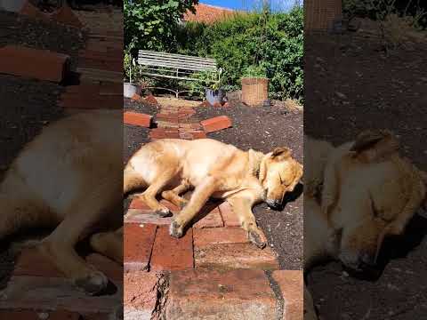 Maple has finally taken to the path.  She's been wary of it since we laid it #dog #garden #dogslife