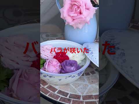 庭のバラが咲きました#庭 #にわらいぶ #バラ好き #ばらの花