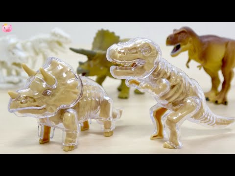 Transparent dinosaur plastic model! Assemble the skeleton dinosaurs Tyrannosaurus & Triceratops