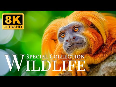 Special Collection Wildlife 8K ULTRA HD🐾Immerse Yourself In Gentle Moments With Relaxing Music