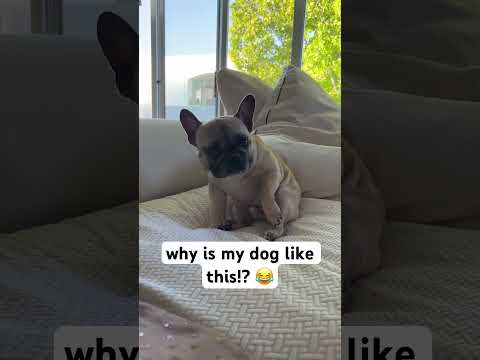 My dog is so weird 😅 #frenchie #weirddog #frenchbulldog