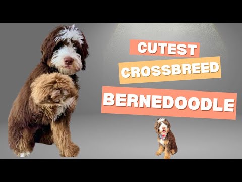 Cutest Crossbreed Ever? Poodle Meets Bernese Mountain Dog #Bernedoodle