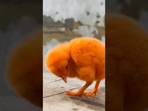 Wow hen baby cuties sound | Funny cutie colour chicken chick video | Chicken free sound #wildlife