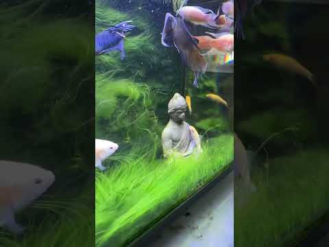 Black Wukong Is Doing Meditation Around My Fish | Pondon Aquarium