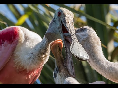 Birds Nestling: Mama and Papa Birds Feeding and Protecting their Chicks 37 Species