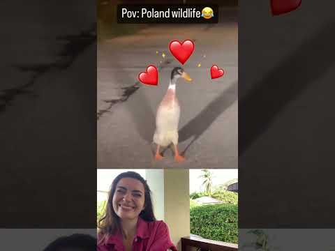 Poland wildlife | part 44 #viral #fails #funny #humor #comedy