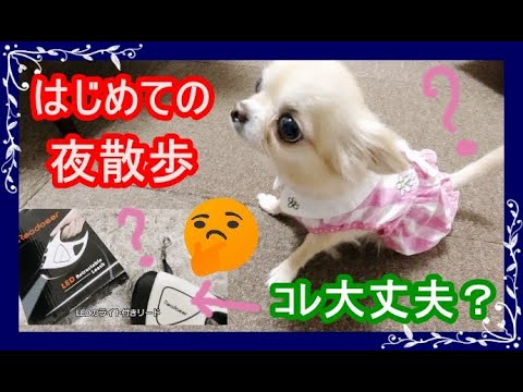 初めての夜散歩🐾でライト付き💡リードを試してみた~First night walking🐾 Is this okay? Leash with light