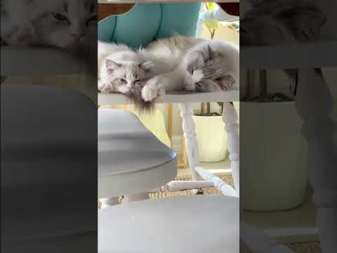 Cat love  || Every body cat love| women cat love|| baby cat love| boy cat love|| monirul