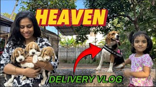 Our Beagle Dog Delivery & pregnancy care / After delivery care / puppies / female