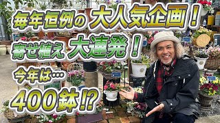 毎年恒例！寄せ植え大連発！年末年始のガーデニングは 飾るだけの寄せ植えで 玄関を華やかオシャレに♫