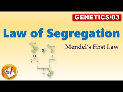 Law of Segregation (Mendel's First Law of Inheritance)  (FL-Genetics/03)