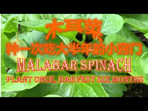 木耳菜种一次可采收大半年的小窍门 Malabar Spinach Plant Once Harvest For Six Months