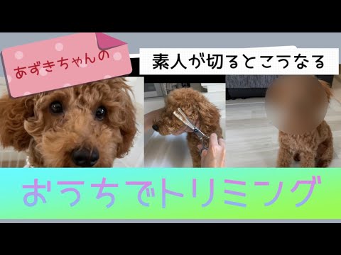 【トイプードル】おうちでトリミングした結果…