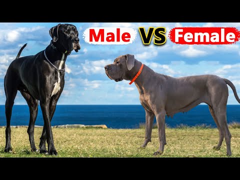 Male Vs Female Great Dane: 7 Differences Between Them