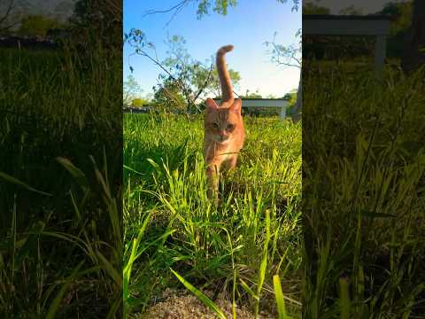 #orangecat #catlovers #texas #countrylife #precious #catshorts #toebeans #catpaws #catvideos #horses