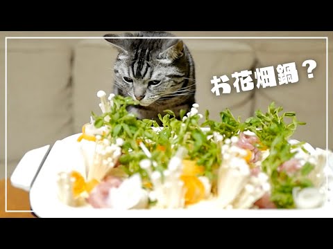 愛猫に見守られながらお花畑鍋を作ってみたら、この有様ですw【猫とホットプレートごはん】