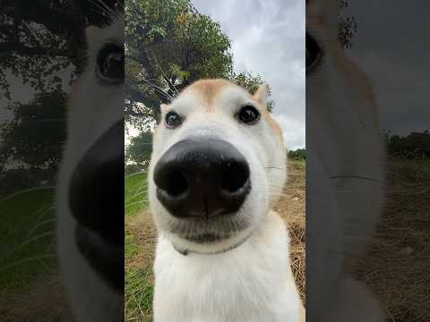 公園に新種の柴犬いた、、😏