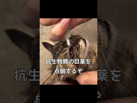 保護猫の目を治療した #保護猫 #捨て猫 #shorts