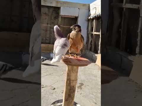 Pigeon playing with falcon 🔥 #shorts