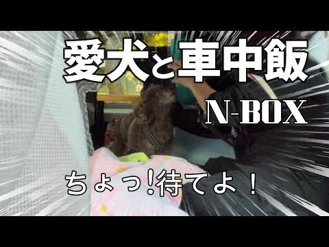 主婦の休日【N-BOX】14才トイプードルと引きこもり在宅勤務主婦の冬の休日の過ごし方‼️#愛犬 #車中ランチ  #50代  #軽自動車