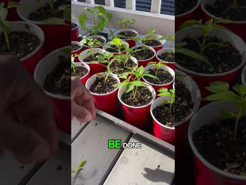 Thin your plants for a successful harvest!