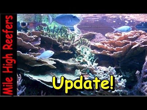 New Light, Pump and Tank Update