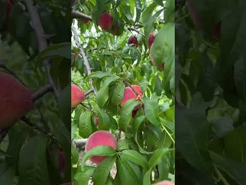 Picking Peaches at a peach orchard