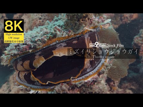 【8K 水中映像】ミズイリショウジョウガイ / Thorny oyster / Spondylus varius