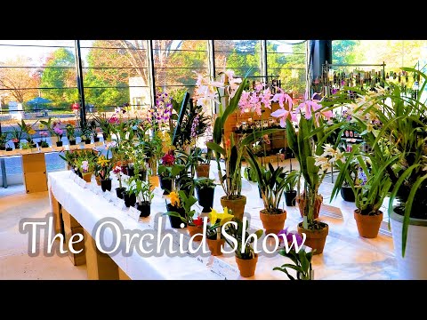 【4K Orchid】The Orchid Show 秋の洋らん展 2022 Autumn at Showa Memorial Park. #orchid #orchids #らん展 #洋らん展