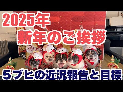 2025年お正月 ５ブヒの近況報告 【 フレンチブルドッグ french_bulldog 】