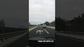 시속80 개 교통사고