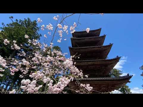 佐渡各地の桜🌸。連日の晴れ☀️ 10日、真野の妙宣寺を訪ねました。春の五重塔は初めてです。御神籤を引きました。その後、真野公園、新穂ダム、金井新保八幡宮と隣の大慶寺を寄りました。とてもきれいです！