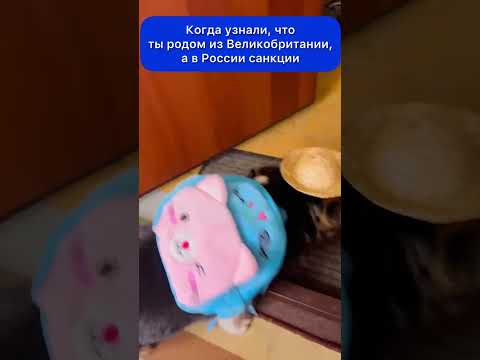 КОГДА УЗНАЛИ, ЧТО ТЫ ТЫ ВЕЛИКОБРИТАНИИ, А В РОСИИ САНКЦИИ 🤣