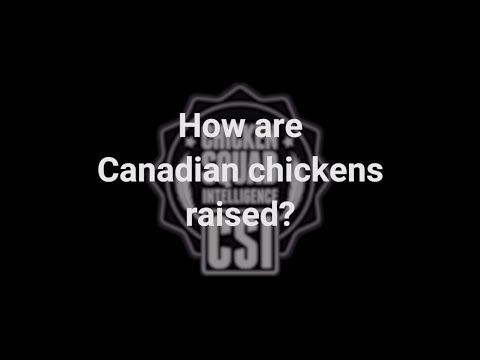 Clip: Chicken Squad Intelligence™ -  How are Canadian Chickens Raised?