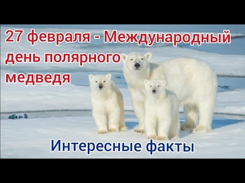 Белый медведь. 27 февраля международный день белого медведя. Интересные факты