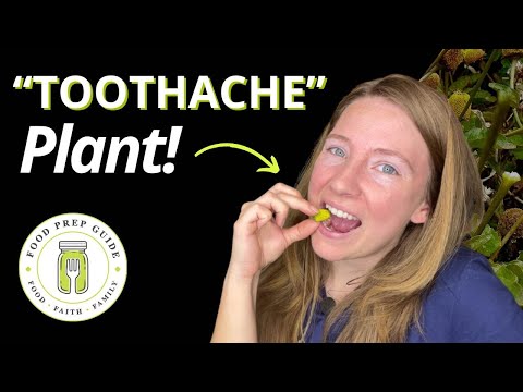 Harvest & Preserve Toothache Plant | Was NOT Prepared for This! 🦷🦷🦷