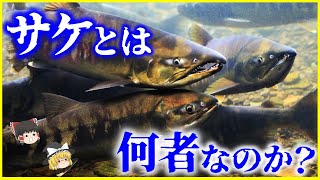 【ゆっくり解説】淡水魚？海水魚？「サケ」とは何者なのか？を解説/赤いのに白身の理由と鮭の帰巣本能