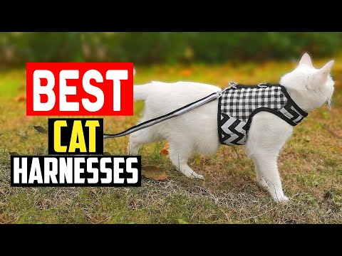 ✅Top 5 Best Cat Harnesses Tested With Real Cats Exploring The Outdoors of 2024